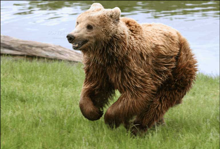 brown-bear.jpg